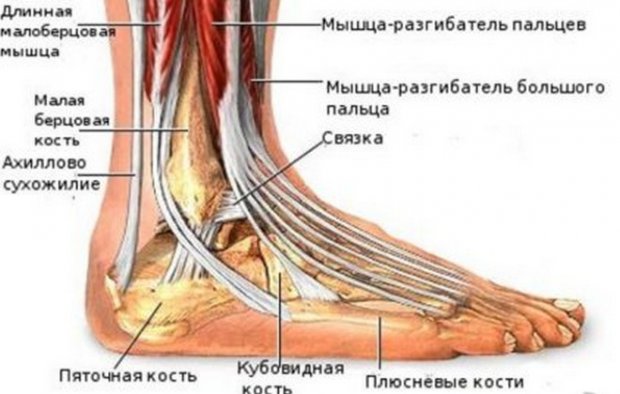 Мышцы стопы