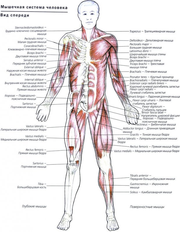 Анатомия мышц человека
