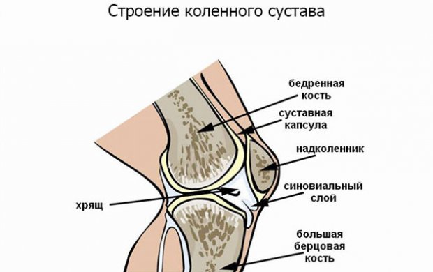 Строение коленных суставов