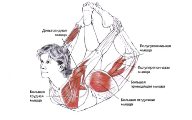 Какие мышцы задействованные при выполнении Дханурасаны