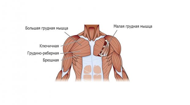 Анатомическое строение мышц груди