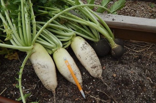 Редька дайкон: свойства и польза, противопоказания, фото