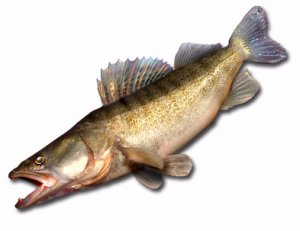Рыба судак: описание и польза, противопоказания