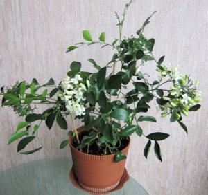 Комнатное растение дерево Чингисхана, или апельсиновый жасмин, или муррайя метельчатая