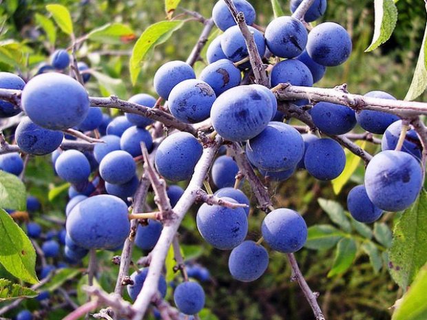 Листья клубники полезные свойства Листья клубники полезные свойства