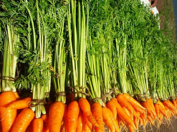 Морковная ботва