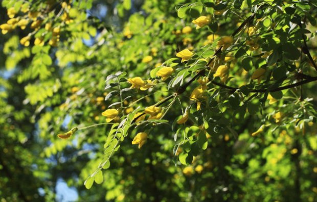 Карагана древовидная или Желтая акация (Caragana arborescens)