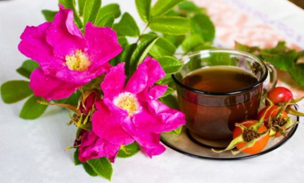 Чай из цветков шиповника