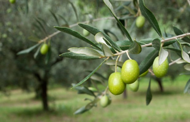 Оливковое дерево