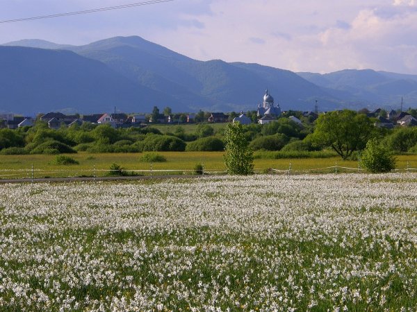 Долина нарциссов в закарпатье фото