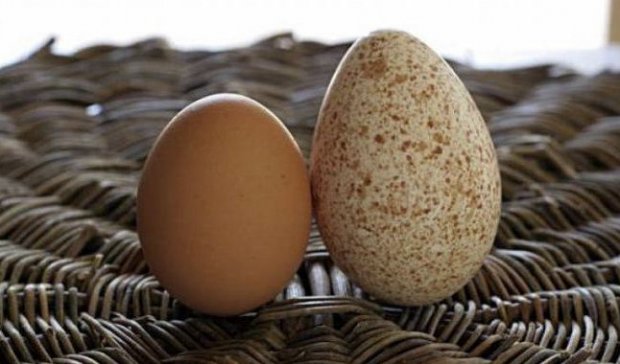Яйцо курицы и яйцо индюшки