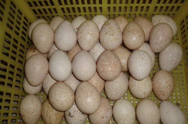Яйца индюшки