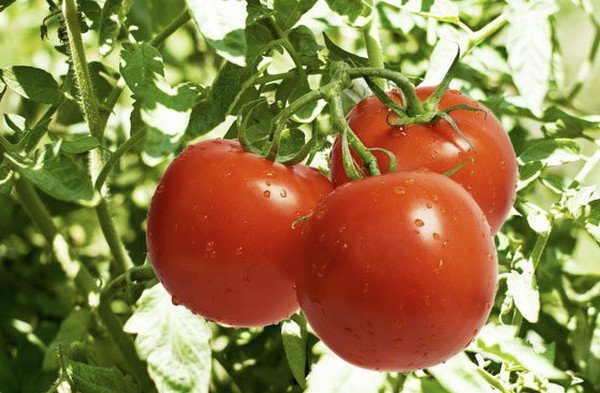 Соленые помидоры: польза и вред для организма