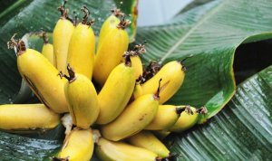 Банан растущий в тропиках