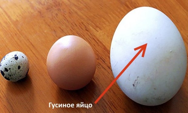 Гусиное яйцо
