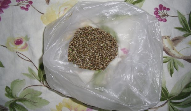 семена омск конопли