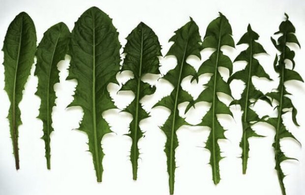 Листья одуванчиков