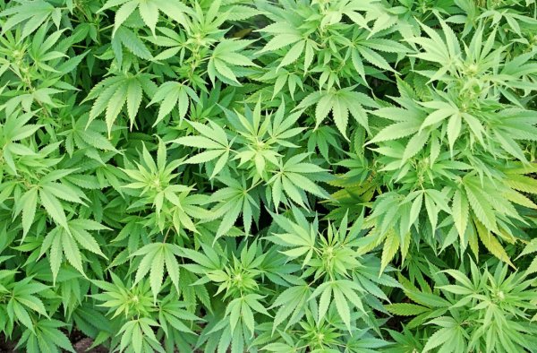 Опасна ли марихуана вырастить семя конопляное