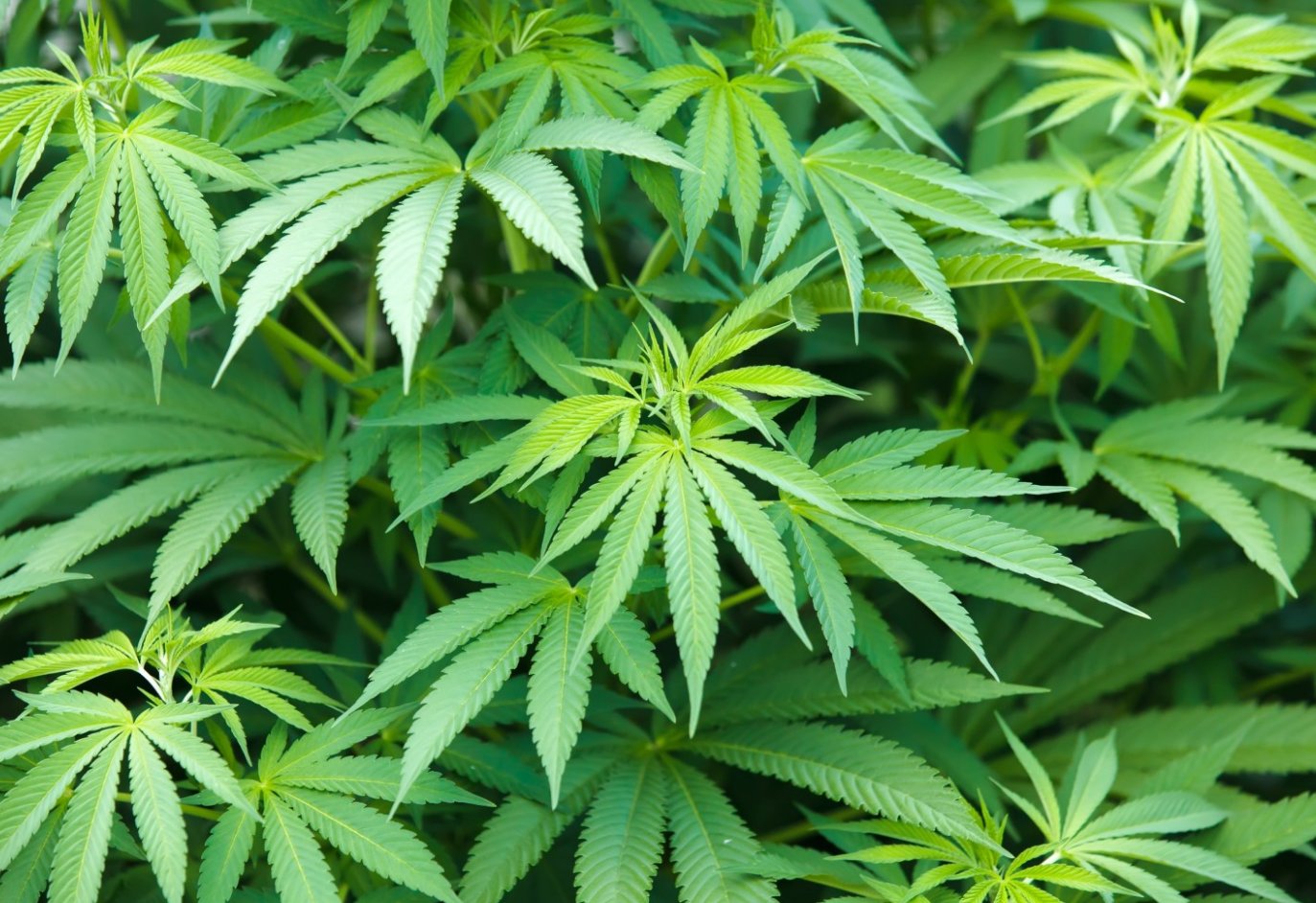 прут ли листья марихуаны