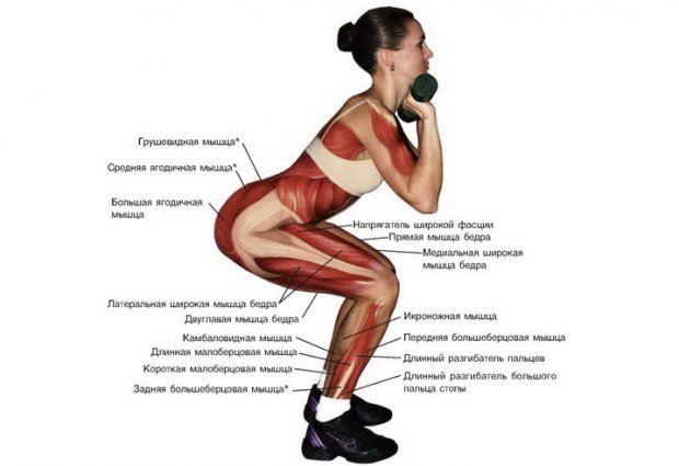 Мышцы ног и ягодиц