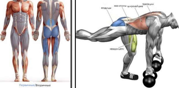 Мышцы при становой тяге на одной ноге