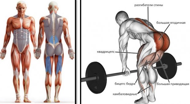 Румынская тяга мышцы