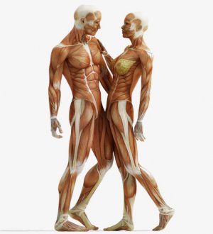 Мышцы мужчины и женщины