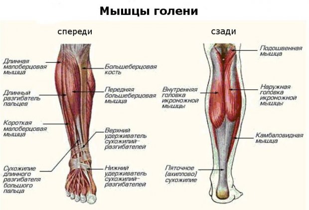Анатомия мышц голени