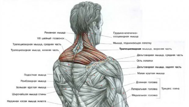 Задействованные мышцы при шрагах со штангой
