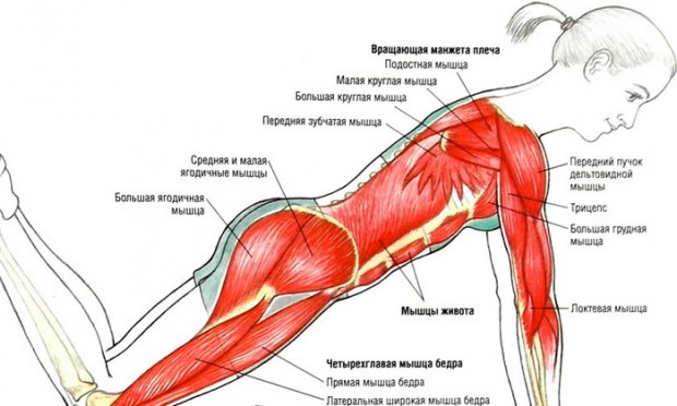 Работа мышц при отжимании от пола с колен