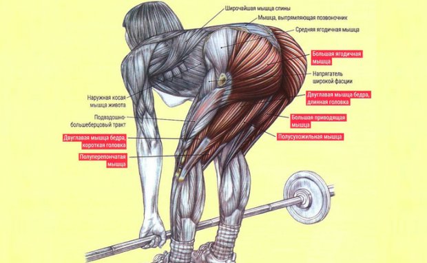 Мышцы, которые работают при мертво тяге
