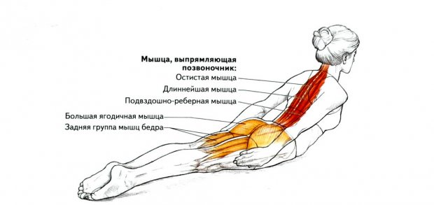Мышцы, задействованные в упражнении