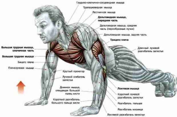 Мышцы, которые работают при отжимании