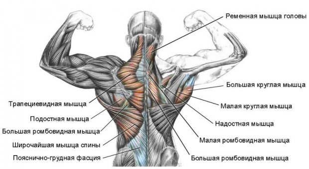 Анатомия мышц спины