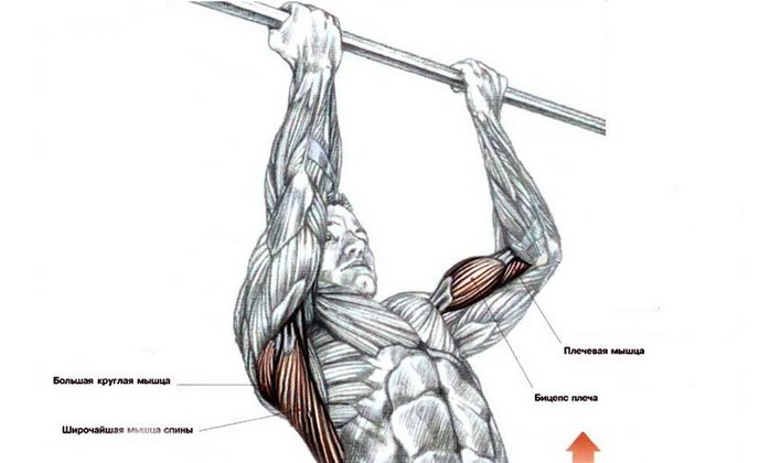 Какие мышцы качает турник показать в картинках
