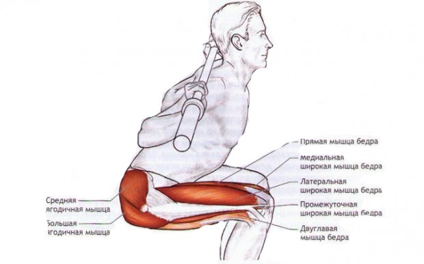 Мышцы, которые работают при глубоком приседе со штангой