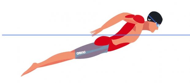 Какие мышцы работают при плавании баттерфляем