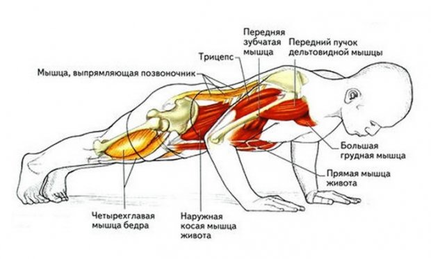 Мышцы, которые работают при отжимании