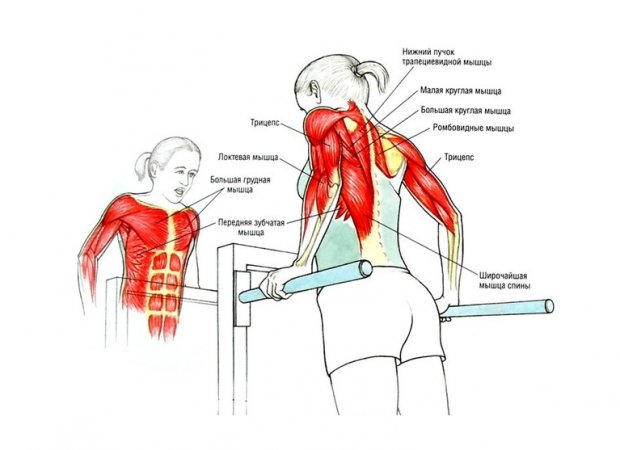 Задействованные мышцы при занятиях на брусьях
