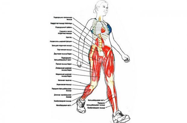Мышцы, которые работают при ходьбе