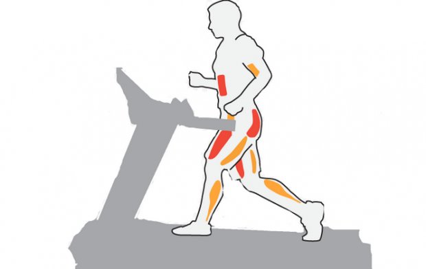 Мышцы, которые работают при ходьбе на беговой дорожке