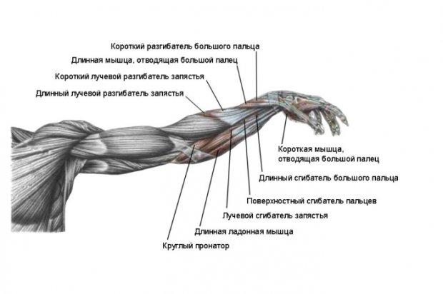 Анатомия мышц предплечий