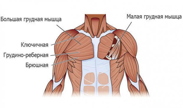 Анатомия грудных мышц