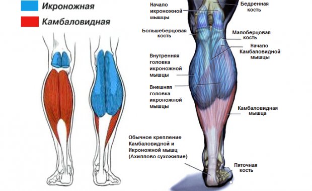 Анатомия икроножной мышцы