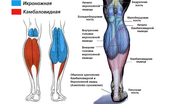 Ляжки частное фото