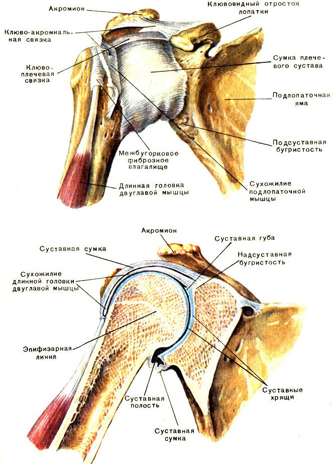 Соединение костей лопатки