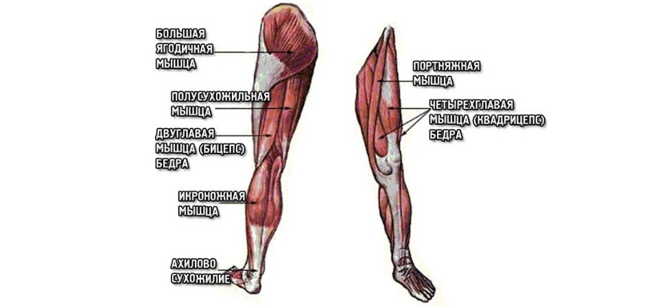 Мышцы в ляшках. Мышцы ног. Мышцы ног названия. Мышцы бедра спереди. Ножные мышцы.