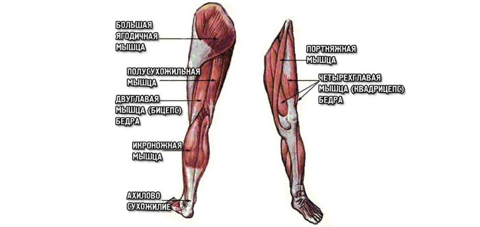 Какие мышцы бедра. Мышцы ног. Все мышцы ног. Мышцы ног задействованные при ходьбе. Мышцы ног при беге.
