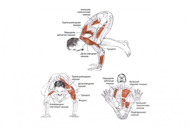 Задействованные мышцы при позе журавля