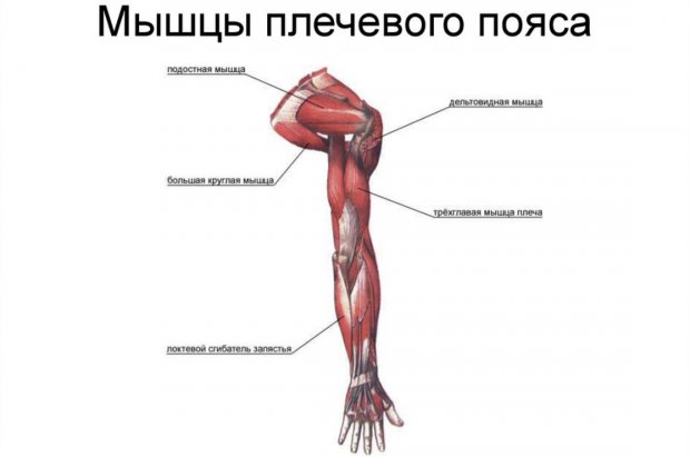 Мышцы плечевого пояса